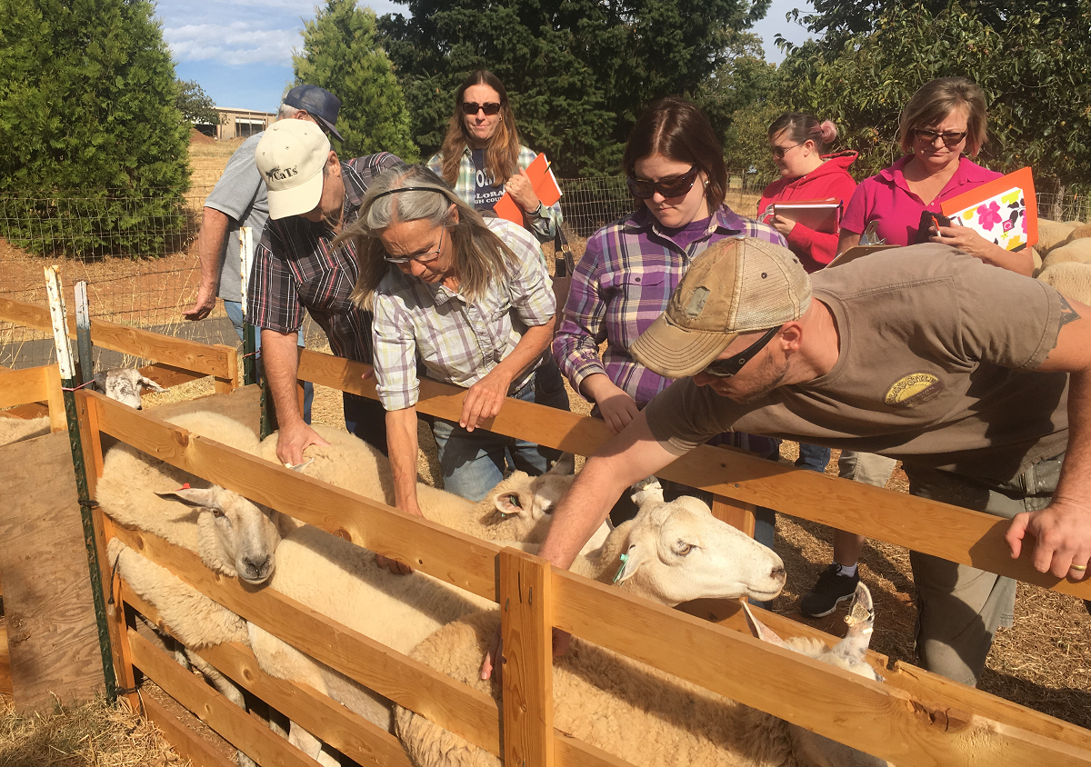New and aspiring sheep producers learn how to handle sheep and assess body condition at a Shepherd Skills Workshop in Auburn, California. (photo Dan Macon/UCANR)