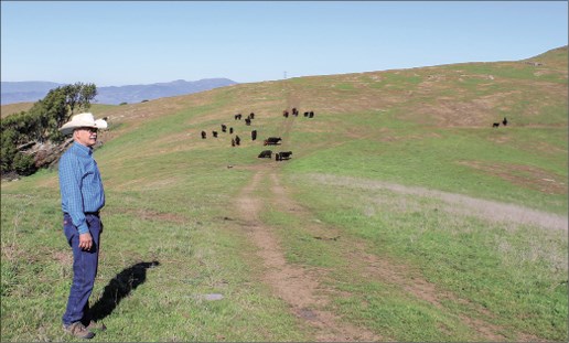 Rancher Todd Swickard looks out over some of the winter pasture he uses in the hills above the Napa Valley. As of last week, the hills were taking on the appearance of mid-April or later. Swickard says he is having to be creative to deal with the lack of forage. (photo Kevin Hecteman)