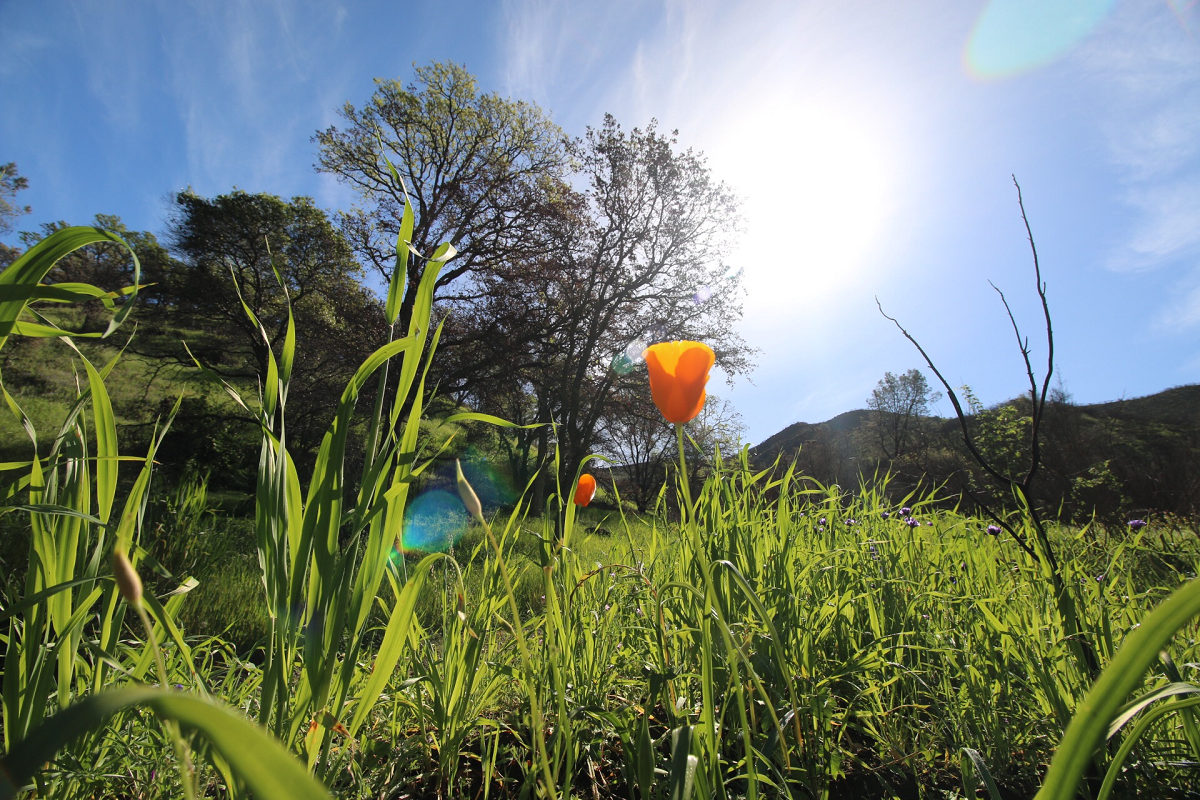 A California poppy brightens the view at the UC Davis Stebbins Cold Canyon Natural Reserve in Northern California. (photo Chris Nicolini, UC Davis)