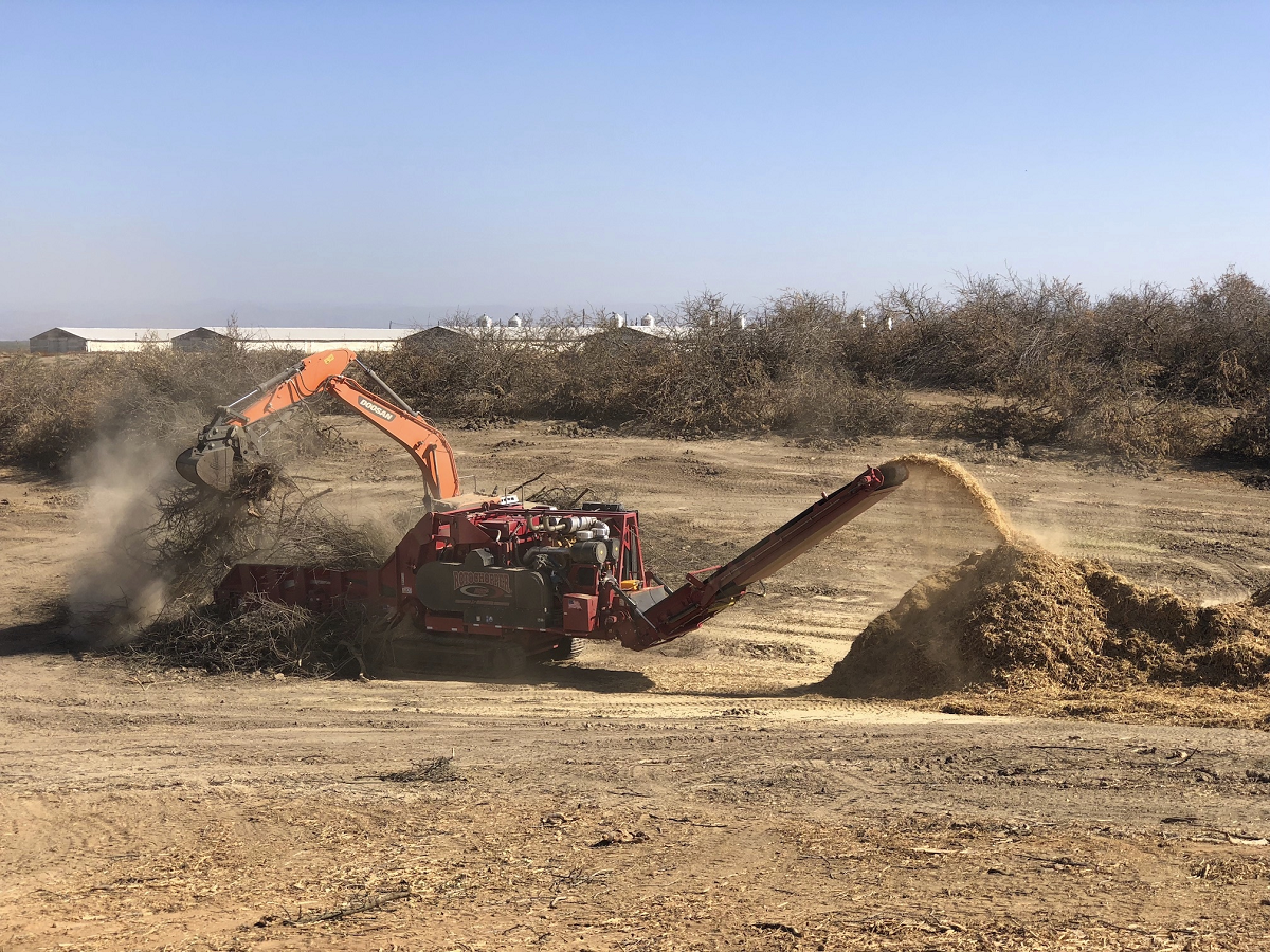 Orchard grinding in Stanislaus County. (photo Brent Holtz/UCANR)