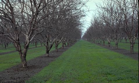 Almond orchard (photo UCANR)