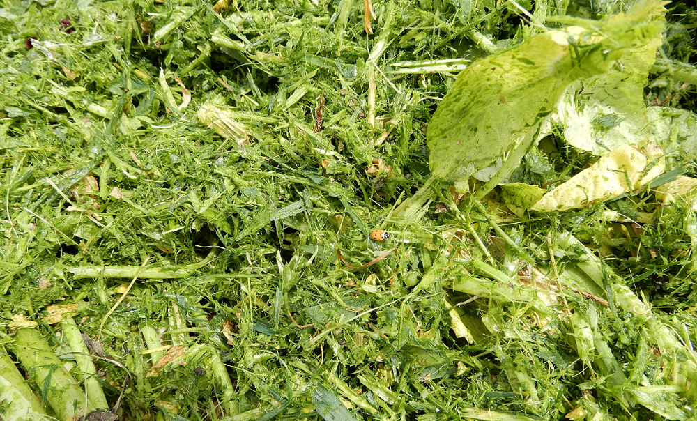 Close-up image of recently mowed cover crop at Teixeira & Sons in Dos Palos on April 4, 2020. (photo UCANR)