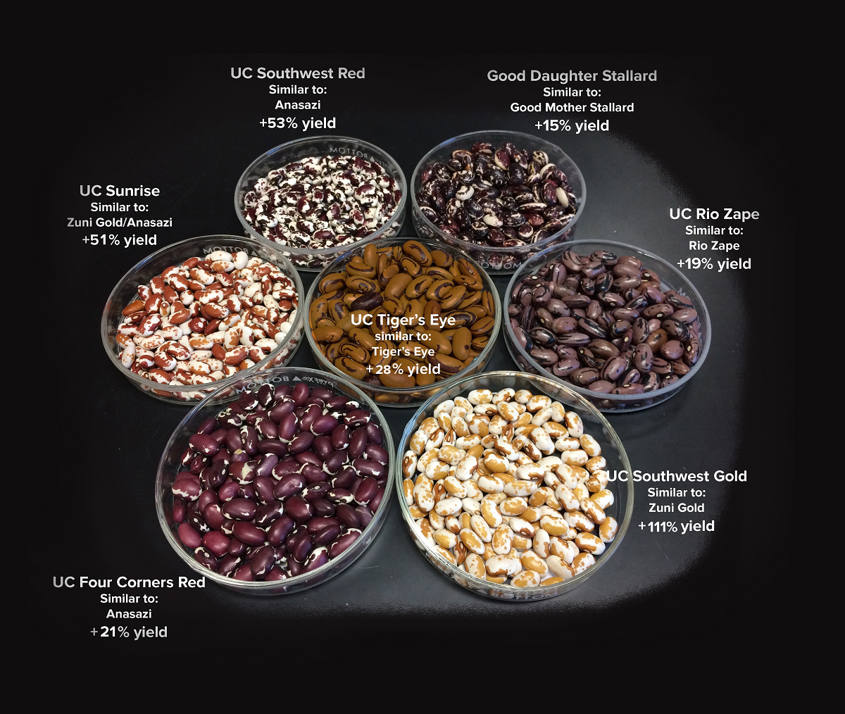 The new varieties released by UC Davis include seed coat patterns and cooking quality that are desired by chefs and home cooks. The new varieties combine these characteristics with improved productivity and disease resistance on organic farms. (Travis Parker/UC Davis)