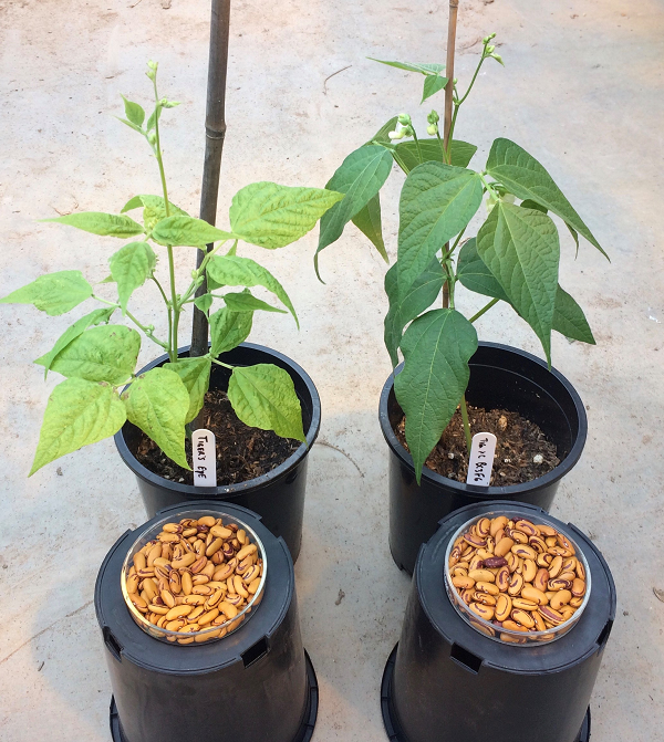 Virus-susceptible Tiger's Eye (left) and virus-resistant UC Tiger's Eye (right) produce beans that are nearly indistinguishable, but the new variety from UC Davis is 28% more productive on organic farms.(Travis Parker / UC Davis)