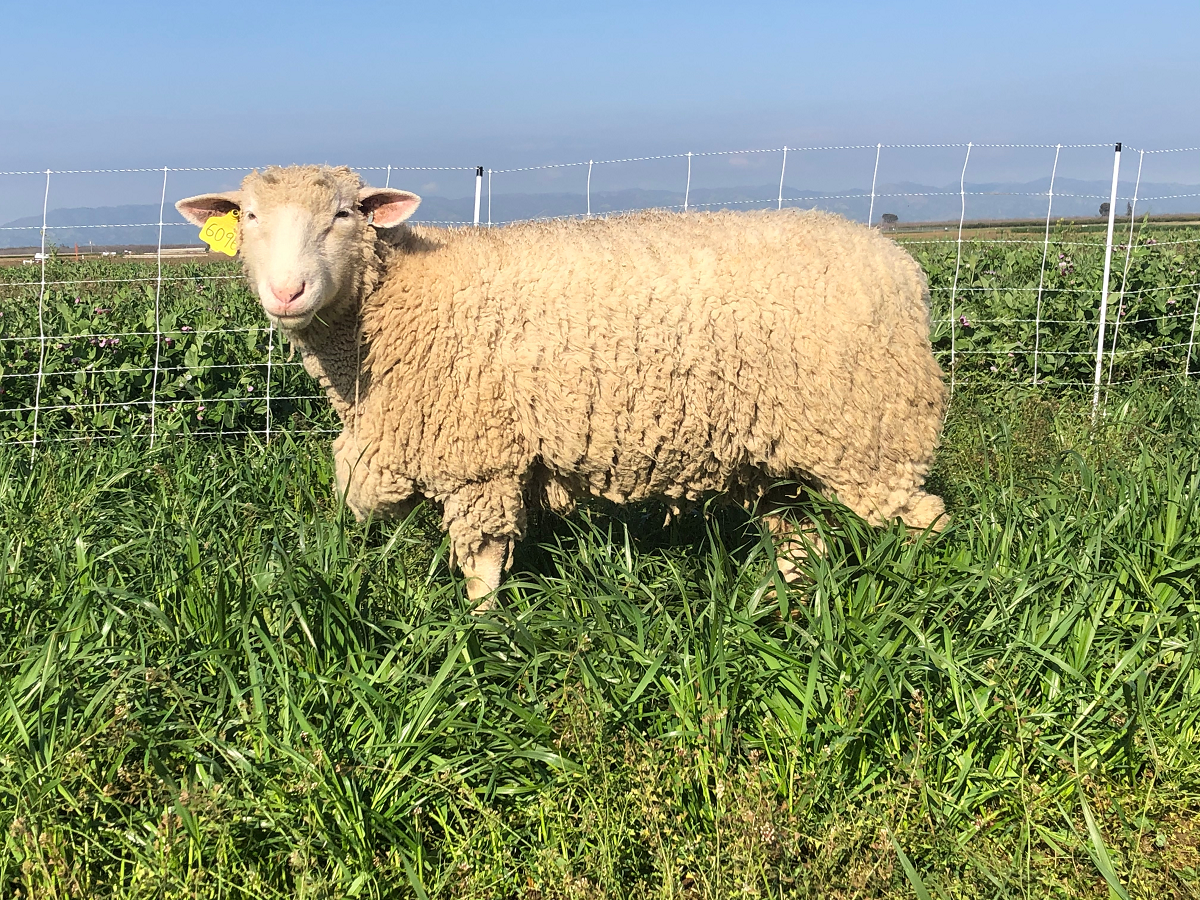 Organic vegetable farms could benefit from sheep grazing cover crops because it enhances soil fertility, structure, and water infiltration.