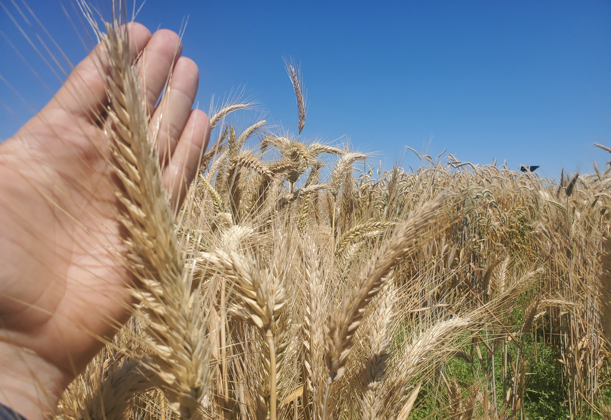 A large triticale seed head (spike) demonstrating the exceptional grain yield advantage of triticale. (photo Josh Hegarty/UC Davis)
