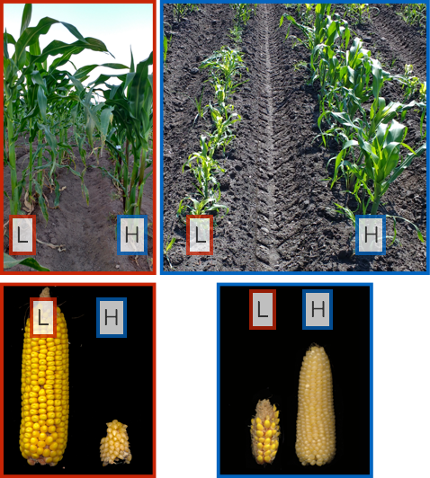 Local adaptation of lowland (red) and highland (blue) lines growing in low (30masl; two photos on left) and high (2600masl; two photos on right) common gardens in Mexico. (Photos: Rocio Aguilar, Denisse Diaz, Rubn Relln lvarez, and Ruairidh Sawers)