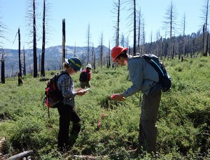 Researchers, including UC Davis postdoctoral researcher Jens Stevens, right, examine a site burned by the 2007 Angora Fire. They found that as tree canopy is disturbed, southern plant species are moving in to replace the forest floor. (photo: Andrew Latimer / UC Davis)