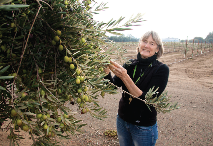 Cooperative Extension specialist Louise Ferguson is helping industry find ways to mechanize the harvest of table olives. (photo: John Stumbos / UC Davis)