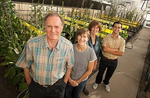 Developing lettuce varieties that can cope with climate change is one of the goals of a large, diverse research team including, from left, Professor Richard Michelmore, staff researcher Pauline Sanders, project scientist Maria Truco and doctoral candidate Miguel Macias Gonzalez. (Gregory Urquiaga / UC Davis) 