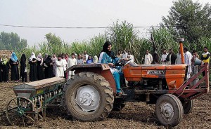 Agriculture, including vegetables, grain and fruit crops, is the largest sector of Pakistan's economy. (photo: UC Davis International Programs)