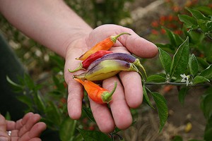 Breeding of diverse varieties like these peppers, bred at the Student Farm at UC Davis, is increasingly important for organic growers. (photo: Aubrey White/UC Davis)