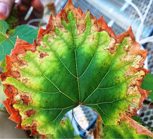 An enzyme appears to enable Xyllela fastidiosa bacteria to infect grapevines with Pierce's disease, causing serious leaf damage as pictured here. (photo: Aaron Jacobson/UC Davis)