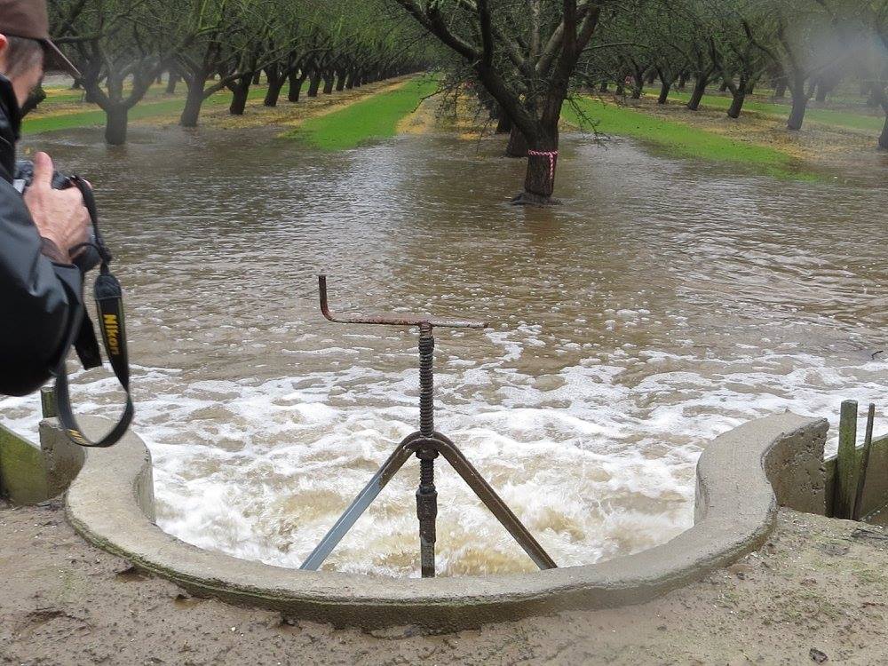 Pumped water is moving up into the orchard, then flows out across the orchard surface. The water will move down into the underlying aquifer. (photo: Ann Filmer, UC Davis)