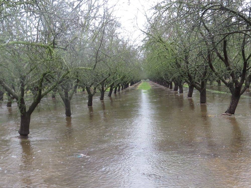 The almond orchard will be flooded to a depth of about six inches. The water will move down through the ground within a couple of days. (photo: Ann Filmer, UC Davis)