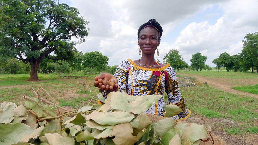 This Southern Burkina Faso farmer holds a handful of shea nuts, an orphan crop in Africa. (photo: Catharine Watson/World Agroforestry Centre)