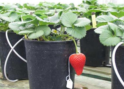 These strawberry plants are part of the research collection of some 1,700 strawberry plants managed by the UC Davis Public Strawberry Breeding Program. (Courtesy photo/UC Davis)