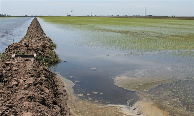 Management of water levels and nutrient requirements of a growing rice crop can spell the difference between bountiful yields of high quality rice and a crop that is deficient in both yield and quality. (photo: Steve Adler)