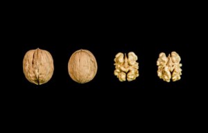 Freshly harvested Chandler walnuts. (photo: Jack Leng / UC Davis)