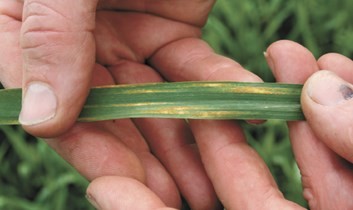 Wheat stripe rust, which is capable of wiping out an entire crop, was less of a problem this year because growers planted more varieties with resistant genes. (photo/Bob Johnson)