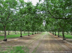 A traditional walnut grove in California. (photo: UC Agriculture and Natural Resources)