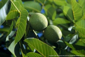 Shelled walnuts grow within a fleshy husk on walnut trees. (photo: UC Agriculture and Natural Resources)