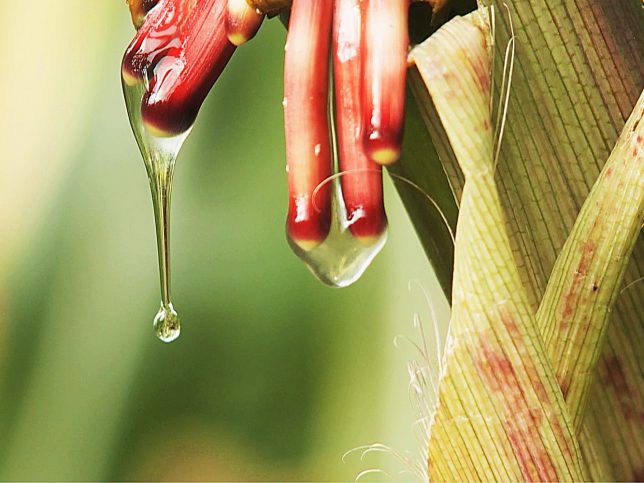 Sugar-rich mucilage, a gel-like substance, found in an indigenous corn from the Sierra Mixe region supports nitrogen fixation. (photo: Mars, Incorporated)