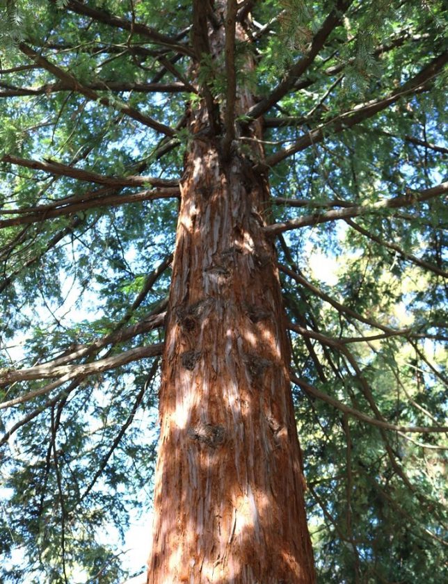 Coast redwood tree. (photo: Ann Filmer/UC Davis)