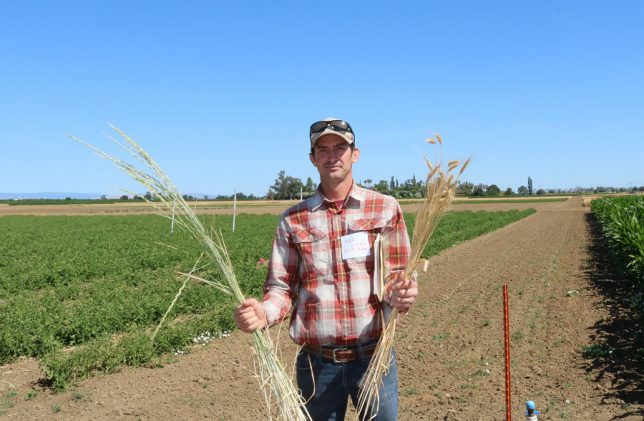 Mark Lundy, Plant Sciences faculty at UC Davis, and Cooperative Extension specialist, holds kernza in his right hand (photo left), and traditional wheat in his left hand (photo right). (photo: Ann Filmer/UC Davis)