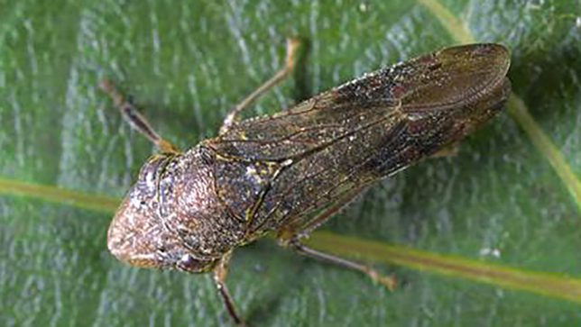 Glassy-winged sharpshooter on a leaf. The vector carries Xylella fastidiosa from plant to plant. (Jack Kelly Clark / UC ANR)