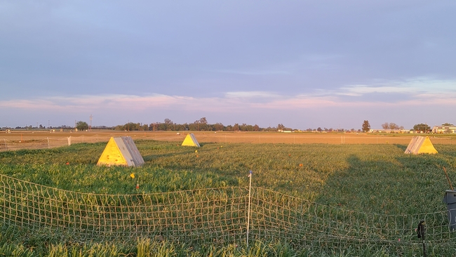 Triangular huts, with chickens inside, rise from an agriculture field 