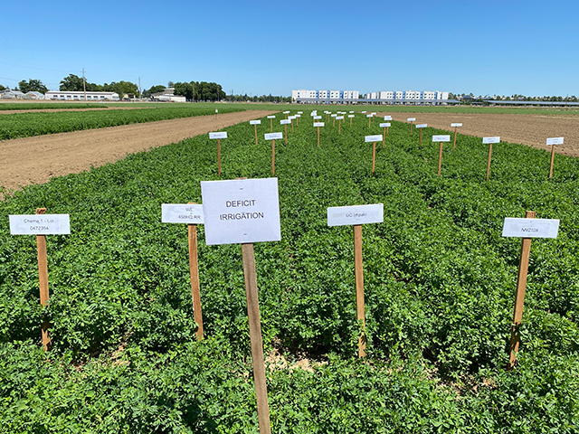 Rows of low bushy green plants in a field. A sign says "Deficit irrigation" and there are smaller signs at the beginning of each row.