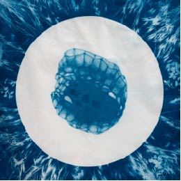 Blue seed inside a white circle - Cyanotype by Arielle Rebek