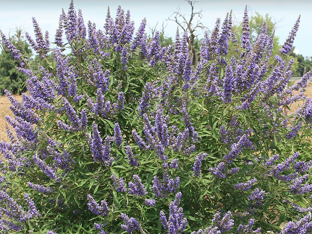 A bush of long stems covered with green leaves and with small, spiky lavender flowers at the upper part of the stems.