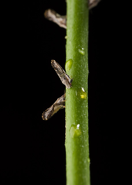 Slender, rice-shaped brown-gray things on a green stem.