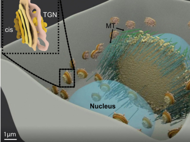 Cartoon image inside a plant cell