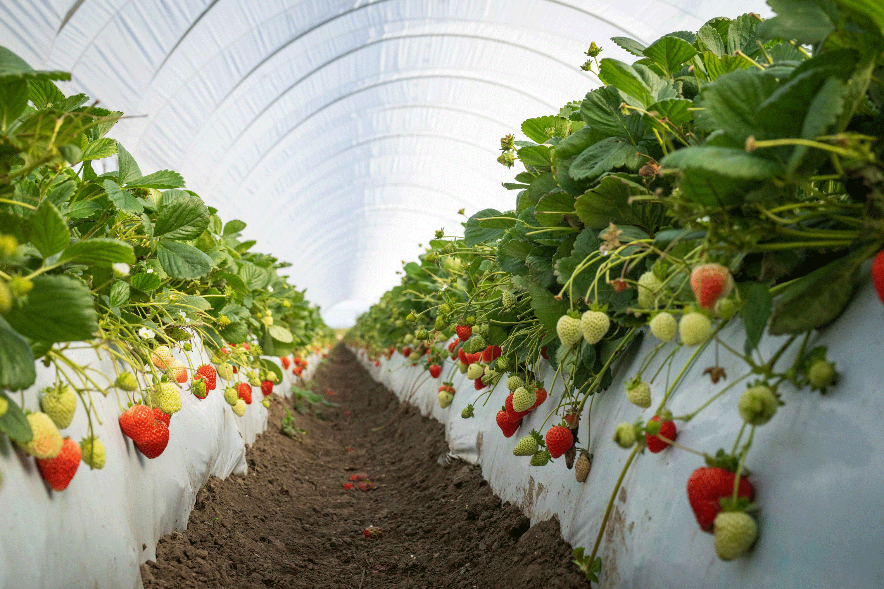 Inside a white-shrouded hoop-house, a close-up view along a white-covered mound with strawberry plants planted along the top and long-stemmed berries hanging down.