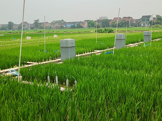 Green rice field with a Z-shaped line of tubes interspersed with smallish tanks. Low mountains on the horizon and a hazy sky.