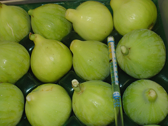 Close-up shot of rows of green-skinned figs.