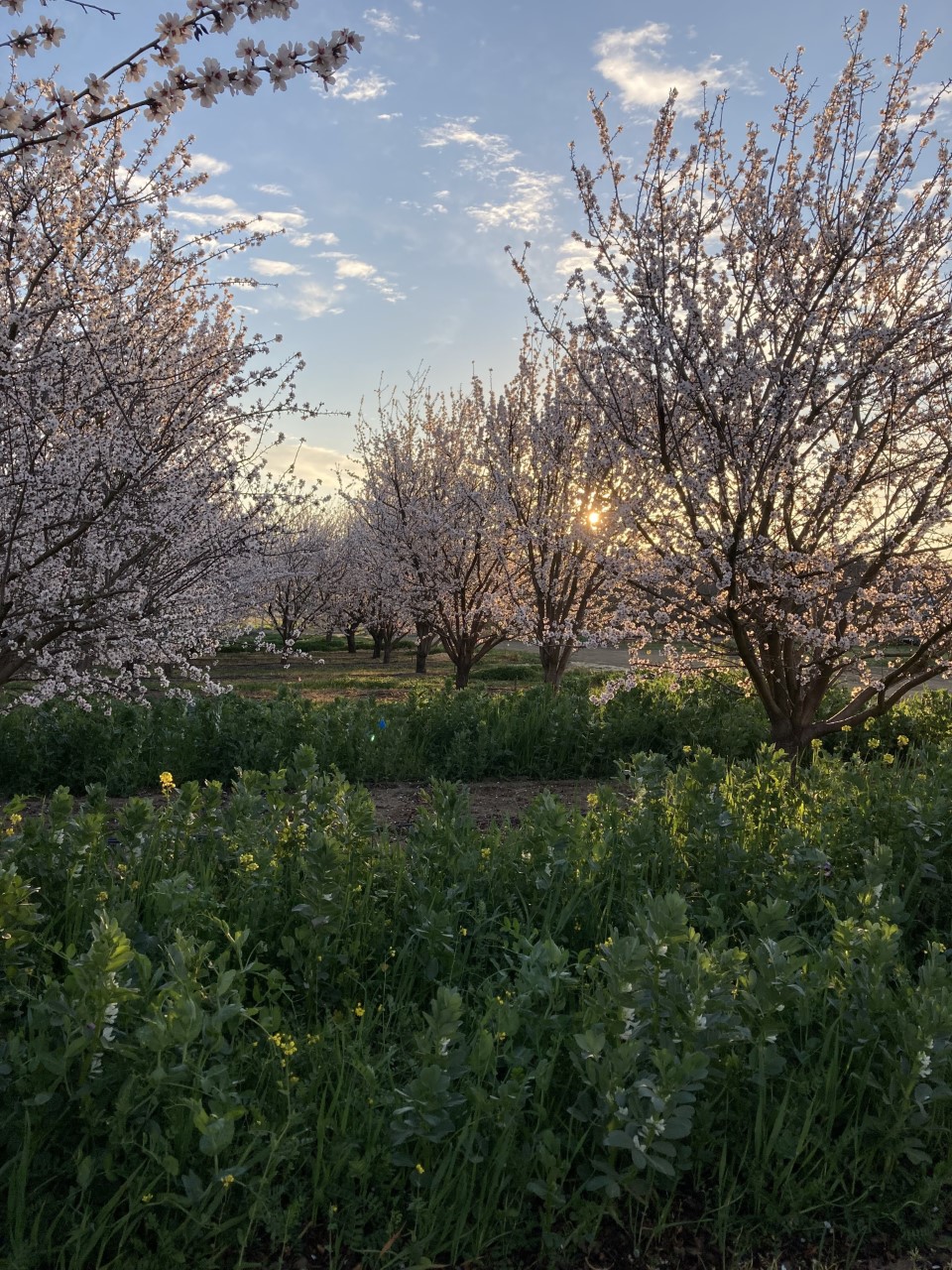 A view of lush grassy plants growing in orchard between two rows of trees covered with pale pink blooms.