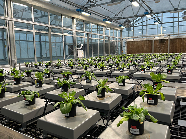 Glass greenhouse interior with rows of young green plants in black pots on white trays. UC Davis Department of Plant Sciences