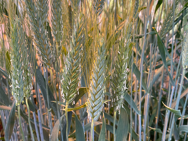 Close-up of grain spikes that look like wheat, but aren't