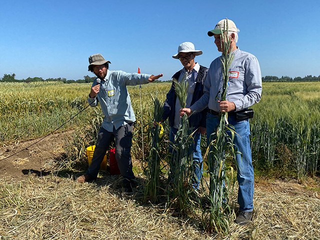 Two men hold wheat plants, one of the plants noticeably taller than the other.