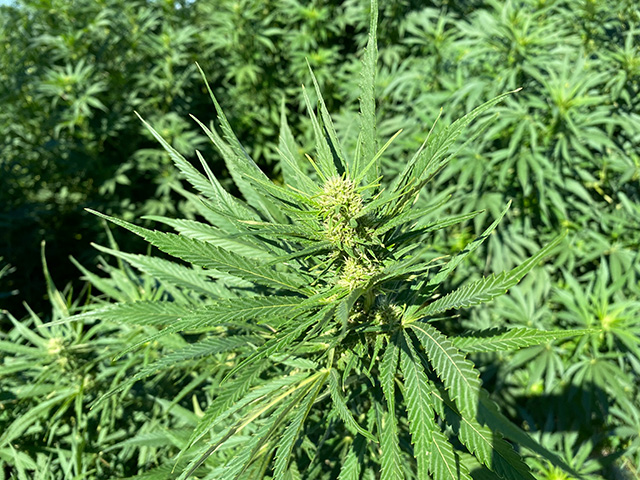 Close-up view of a bud on a hemp plant.