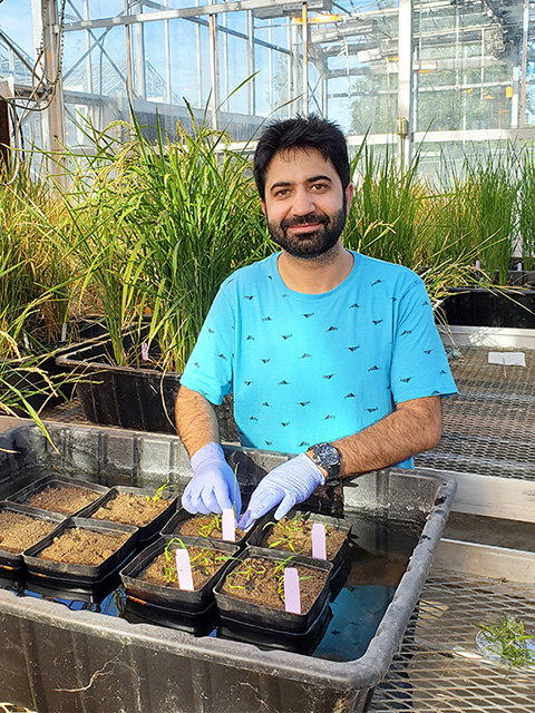 Man in greenhouse handling small green sprouts