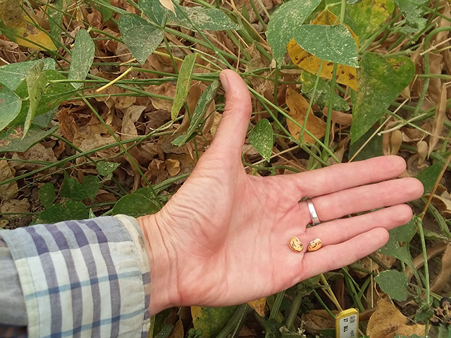 A person's hand holding a couple brown beans.