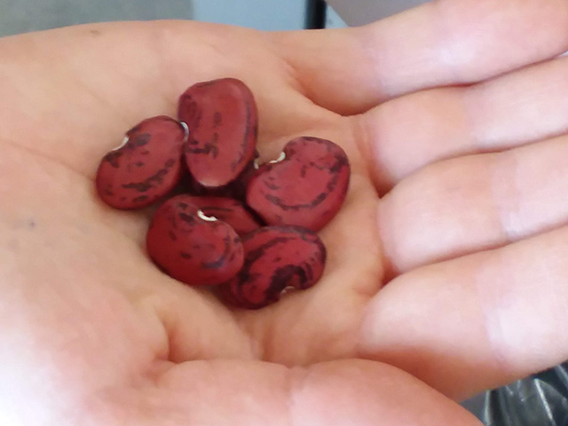 A person's hand holding red beans