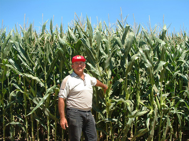 Older man standing by tall corn. Blue sky above