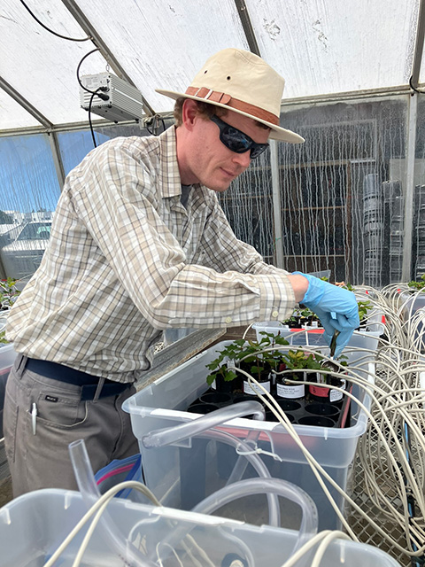 Man in a greenhouse, wearing a hat, long-sleeved shirt and blue gloves, bends over a clear plastic tub with pots of small plants.