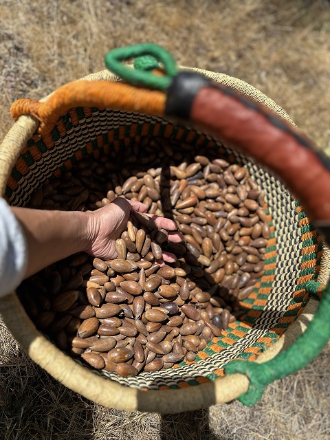 Basket of acorns with a hand reaching into it.